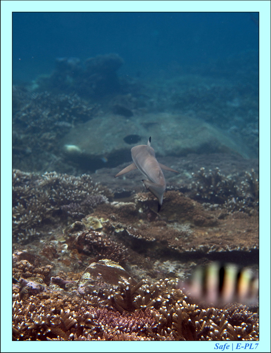 2016 - 07 - Leng Tengah - 047